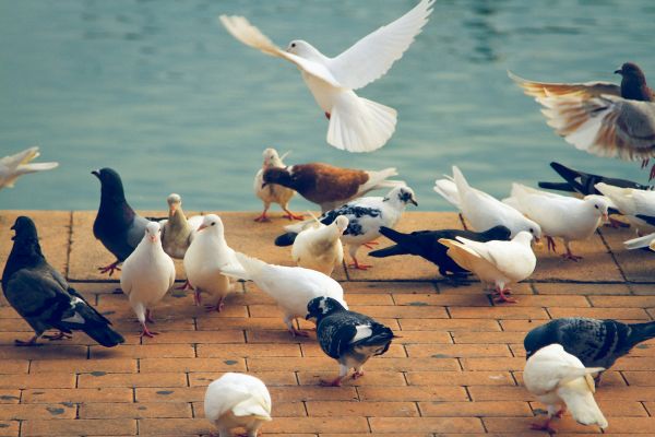 Top techniques de contrôle des pigeons à Marseille